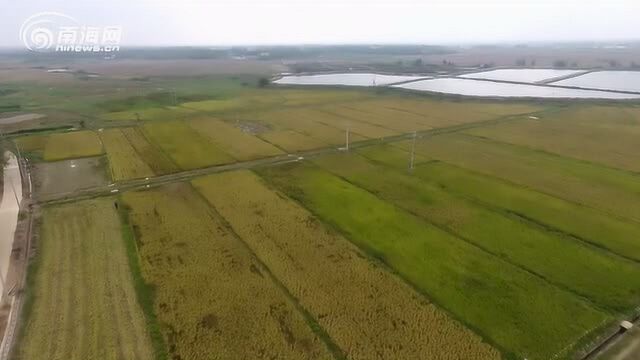 海南海水稻万亩研发示范基地首批试验田喜获丰收 亩产达376公斤