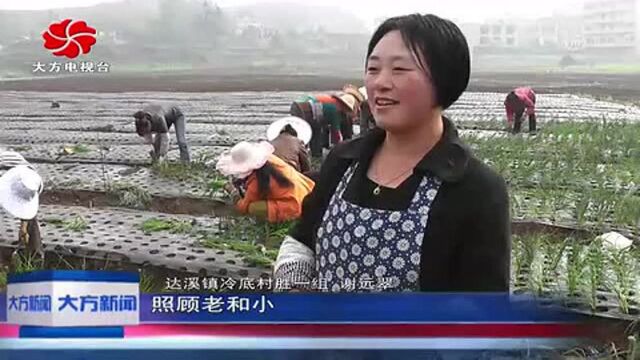 调整农业产业结构大方县达溪镇冷底大力发展香葱种植!