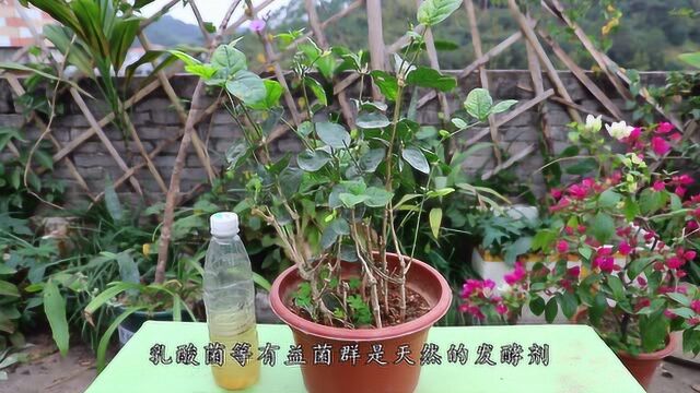 淘米水里加点料,是花园里的好帮手,养啥啥都旺