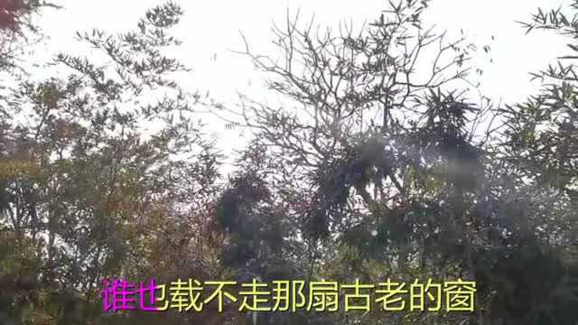 一首《梦里水乡》独特嗓音,歌词深入人心