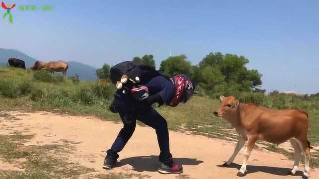 和朋友一起骑摩托到农村老家玩,他戴着头盔逗起了路边的小牛……