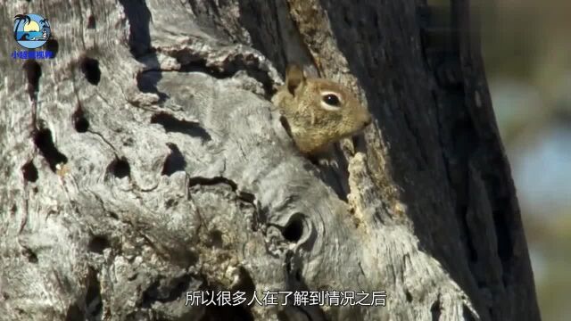 啄木鸟并就不是什么好鸟!原来这么多年都被它骗了,看完涨知识1