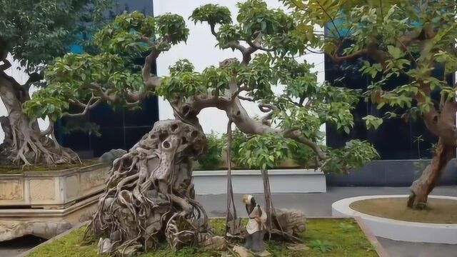 精品盆景,“盆小天地大,树老景物新”,小小盆里风光却是无限好