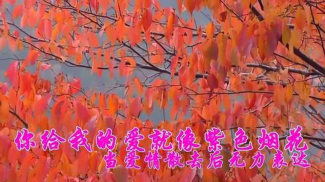 《紫色烟花》歌曲好听歌词入心梦里的回忆演绎无法呼吸的爱恋