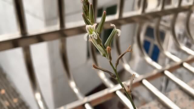 多肉琉璃殿锦,开花没有叶片好看,观叶植物