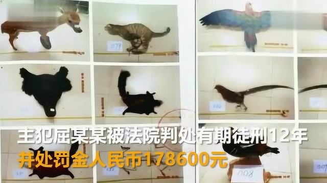 陕西贩卖野生动物制品 安康一犯罪团伙主犯被判12年