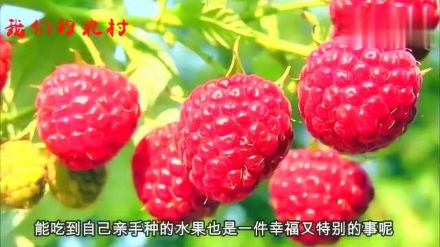 此果树阳台也能种!盛果期可长达15年,阳台种2盆,果子堆成山