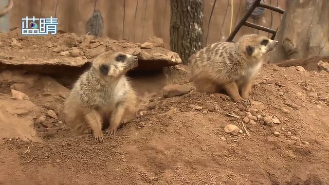 保护野生动物 从我做起