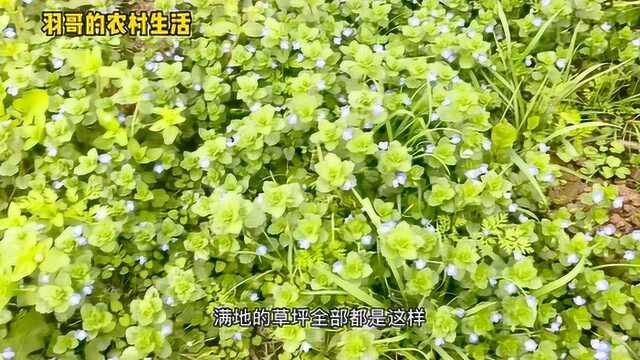 农村小伙桃园看一下桃树,路上拍到风景,真的太美