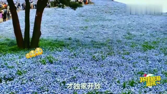 日本绝美小众花园,一年四季花开不败