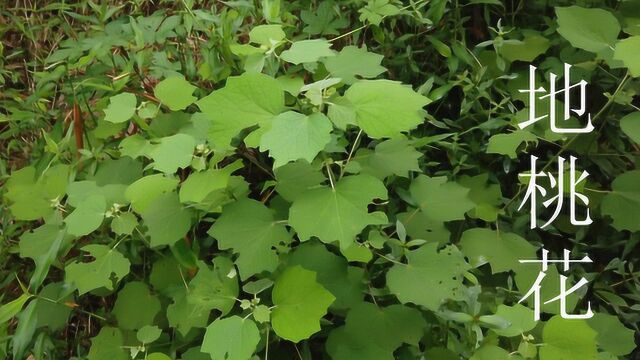 农村这种地桃花,很多人当作野草铲除,却不知它有许多用途