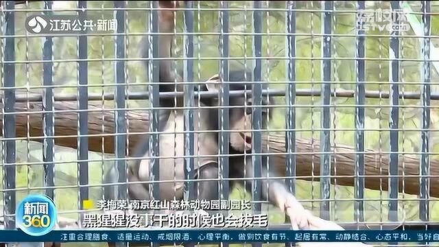 南京大学把实验室搬进动物园了 将对动物行为和认知展开深入研究