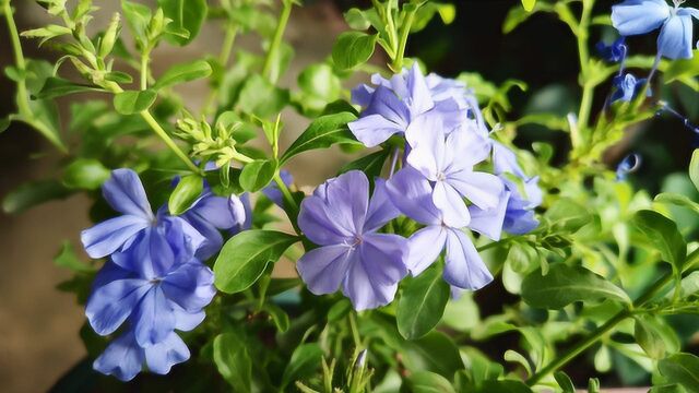 夏季养蓝雪花,谨记做好这“3件小事”,花开不间断