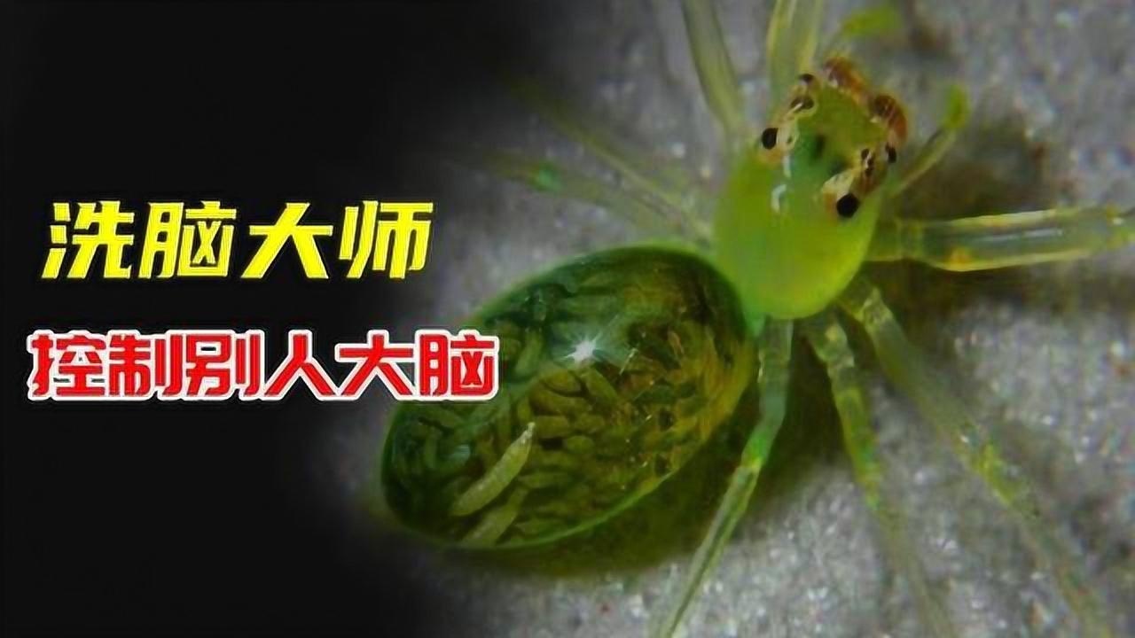 生物界的洗脑术神不知鬼不觉的把对方变成自己的傀儡