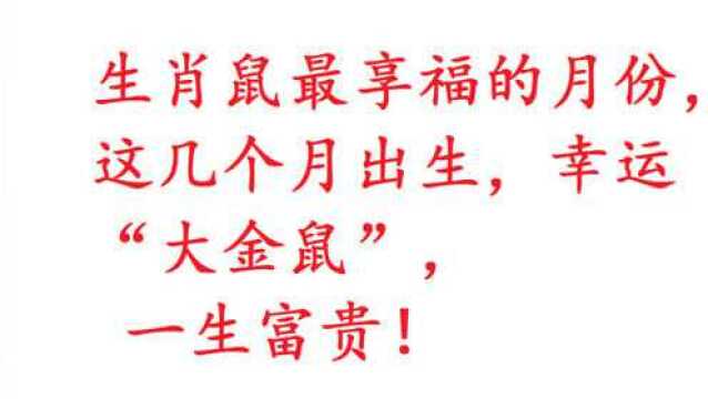 生肖鼠最享福的月份,这几个月出生,幸运“大金鼠”,富贵安康!