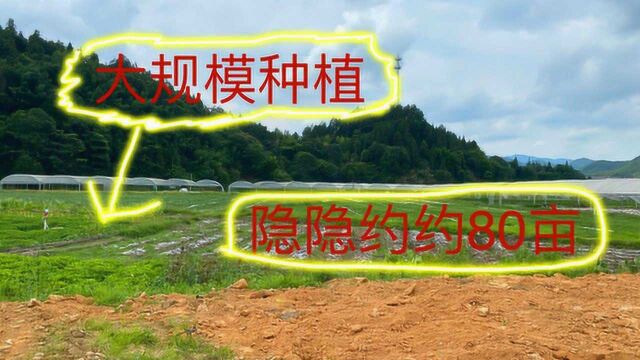 老板包80亩地,大规模种植蔬菜,去年赚了200000元,今年却又不种