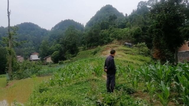 天穴风水宝地有什么奇特之处,看风水大师王君植带领弟子寻龙实拍.