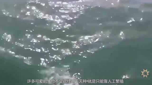 被视为“海中熊猫”的小头鼠海豚,不仅外表像熊猫,命运也相似