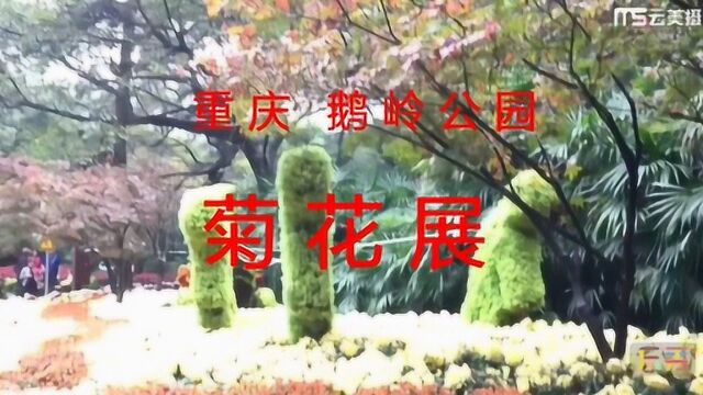 重庆 鹅岭公园 菊花展 百色花样 香飘十里