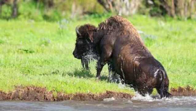 野牛群过河,小牛力气不够差点被水冲走淹死