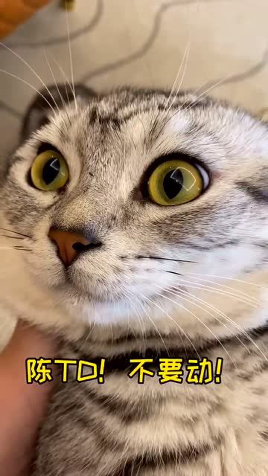 Thumbplayer Poster Plugin Image