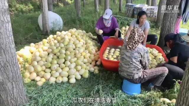 黑龙江:千亩瓜田 助脱贫 促增收