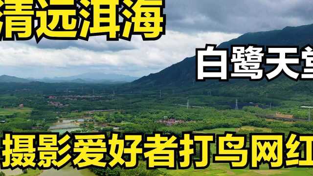 清远洱海,白鹭天堂,摄影爱好者打鸟网红点,少为人知田园风光最唯美的地方