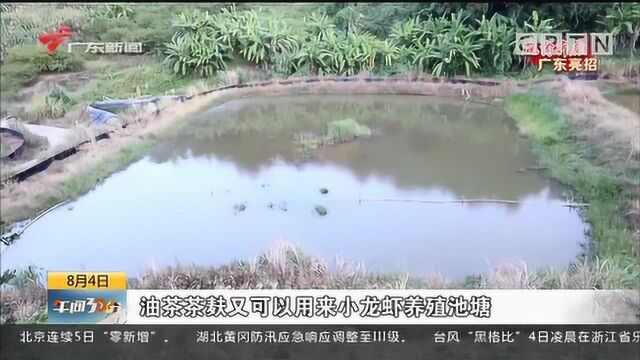 梅州三台村:“一种二养” 林下经济助建山中“黄金屋”