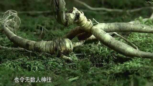 一种草本植物,却有千年寿命,这种重生的轮回,也令无数人神往