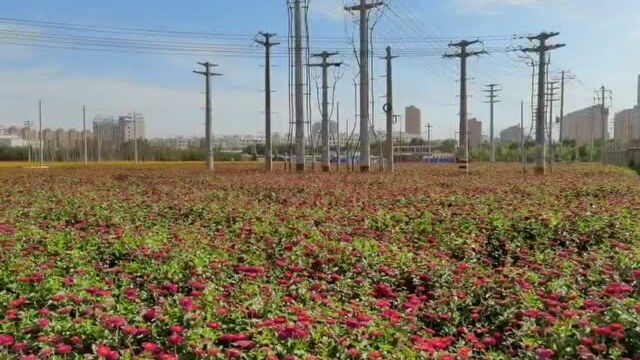 开门见草 推窗见花——张掖市主城区城市裸露土地绿化美化见闻