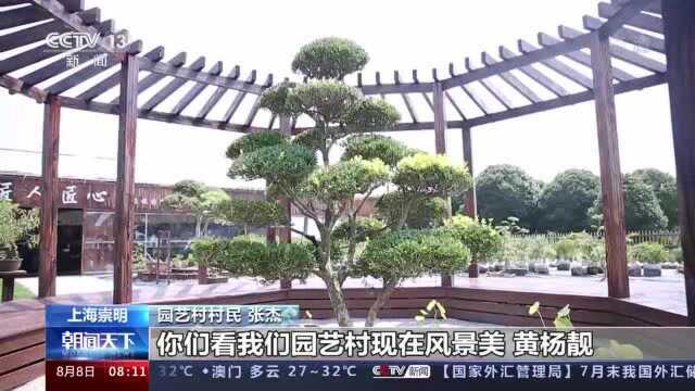 走向我们的小康生活丨黄杨种出致富路:村民不仅会种树 园艺推广样样精通