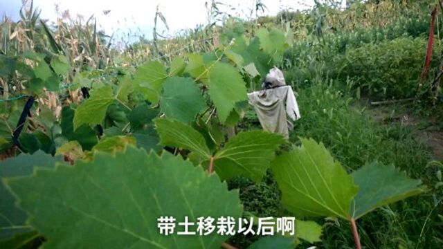 葡萄树种植技术秋季移栽