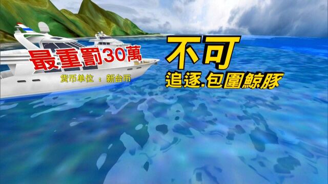 台湾民众开游艇恶意追海豚被举报,业者最重恐被罚30万元新台币