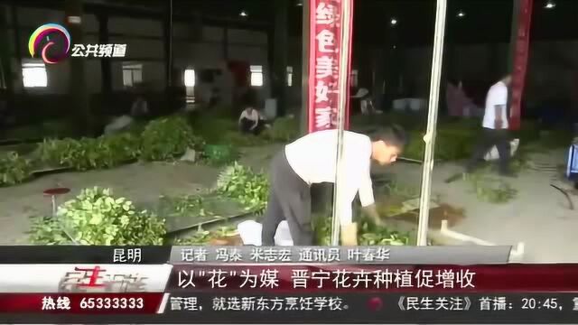 以“花”为媒,晋宁花卉种植促增收