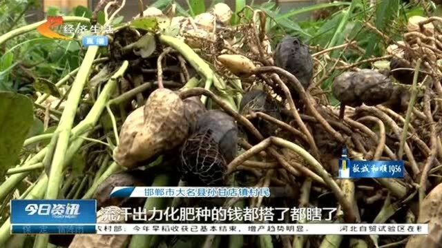 邯郸大名突降暴雨,农田花生受影响,保险公司能给补偿吗?