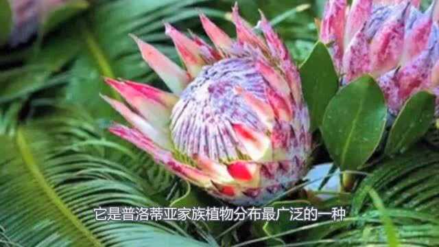 花期最长的花!花期寿命可达100年以上,是富贵吉祥的象征