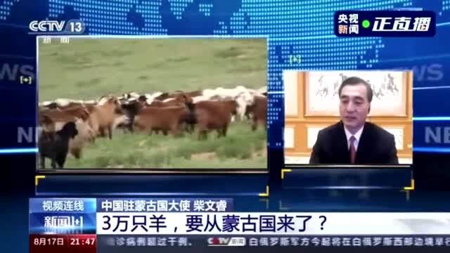 蒙古国送的3万只羊到中国就会变成羊肉