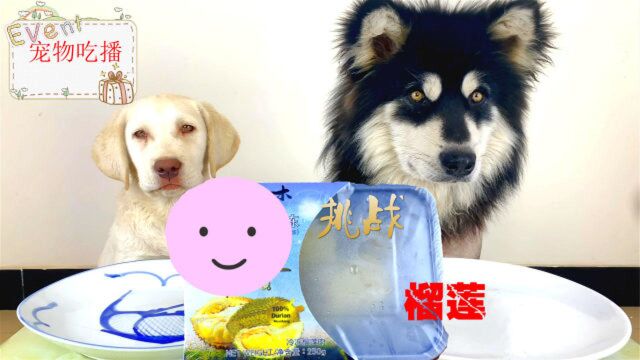 狗狗吃播咀嚼声 狗狗挑战吃最臭水果“榴莲果”?