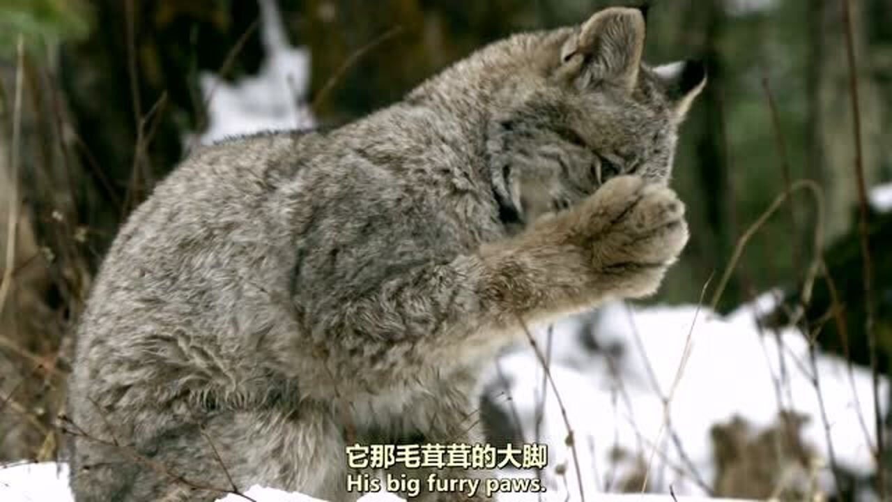 短尾、大爪和浓密皮毛构成一套完整的雪地装备!没错就是猞猁!