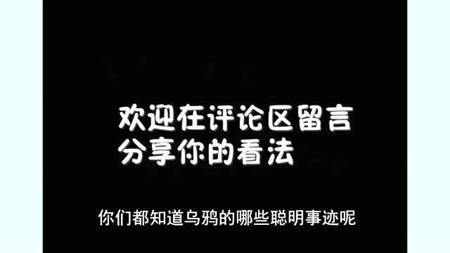 被称为“鸟界哈士奇”,堪称史上最贱的鸟,奇葩行为令人捧腹!