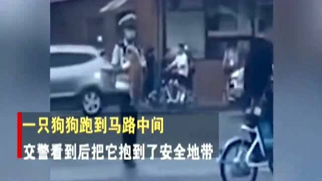 交警送狗子过马路,下一秒满头黑线:你这道谢方式也太坑了!