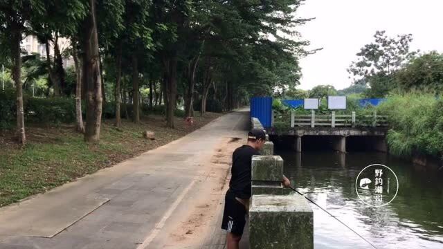 东莞长安镇还有这样的清水河流,暴雨过后水库开闸,据说有大货!