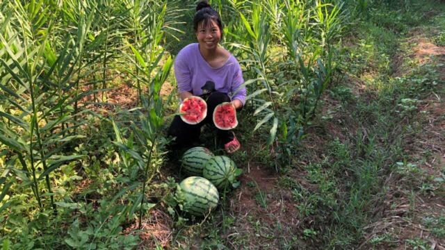 农村姑娘地里摘西瓜,又大又圆的新鲜西瓜,皮薄瓤红真是甜