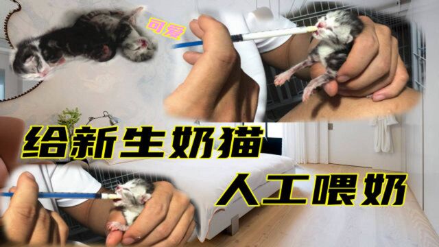 原来新生小猫“嘬奶”这么萌!