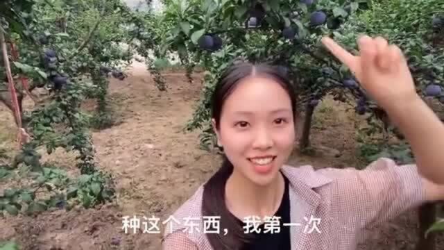 超市奢侈品地头便宜货,黑布林李子大量上市,酸酸甜甜你喜欢吗?