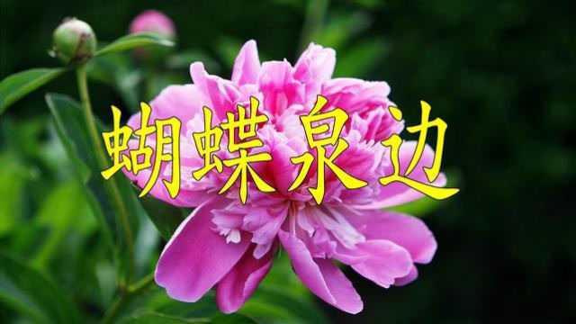 一首经典民歌《蝴蝶泉边》五朵金花电影插曲,弥久悦心,天籁之音