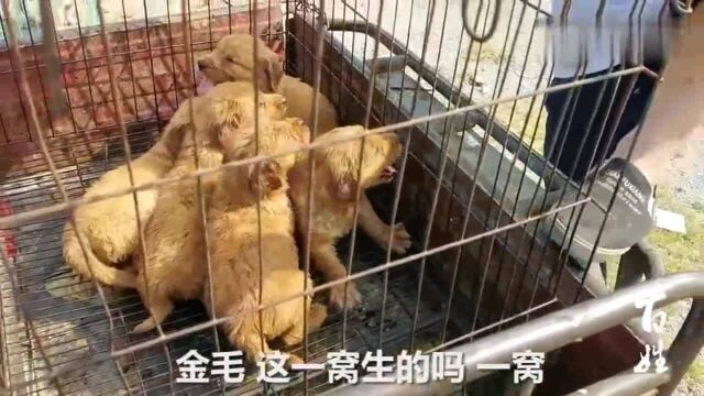 山东农村狗市:金毛犬活泼可爱价便宜,看看一只多少钱?