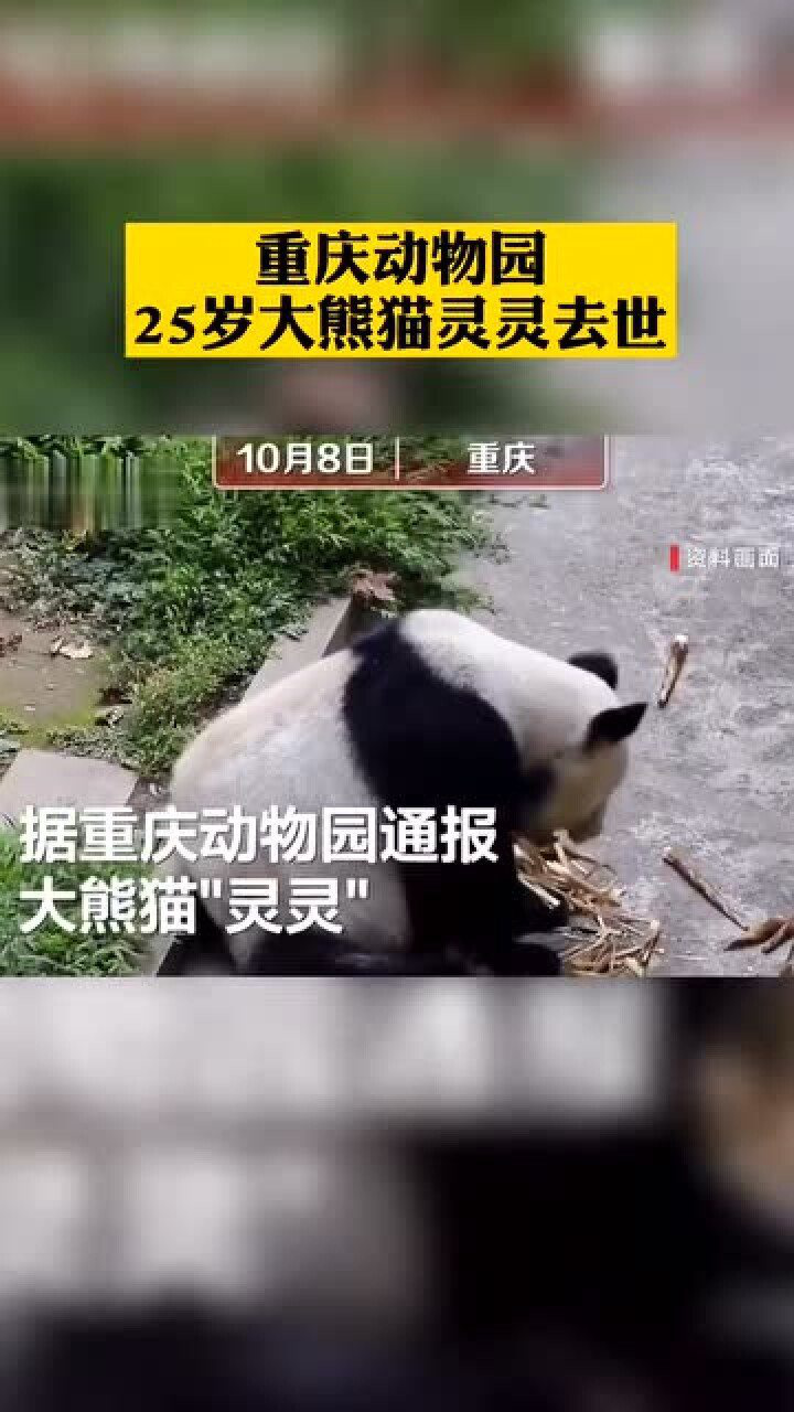 重庆动物园25岁大熊猫灵灵去世