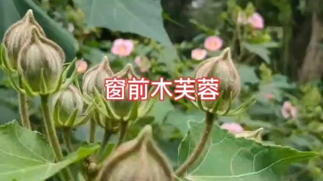 #阿花的追星故事#花鸟草虫篇《窗前木芙蓉》花开!