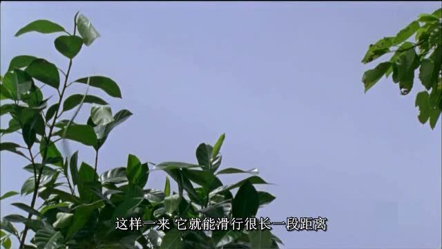 奥叔终于抓到了金花蛇,能在空中滑行,这蛇会飞!